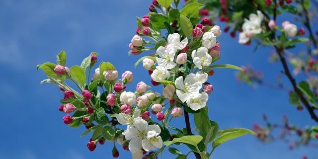 auta_aivojasi_omenankukat_640